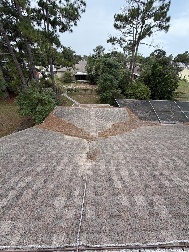 Shingle roof valleys buried under a thick fan of dead pine needles washed down from the ridge